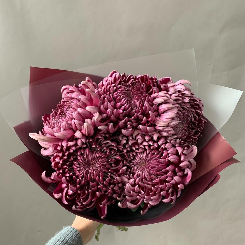 Букет из 5 пурпурных хризантем «Бигуди» – утончённость в каждом лепестке  Зеленокумск Ставропольский край